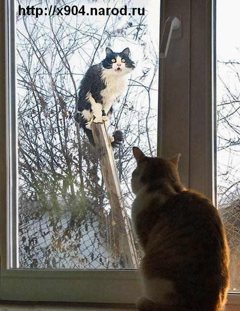 скачать приколы юмор шутки розыгрыши бесплатно x904