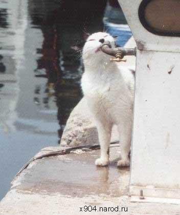 скачать приколы юмор шутки розыгрыши бесплатно x904